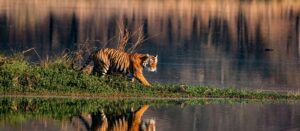Golden Triangle Tour with Ranthambore